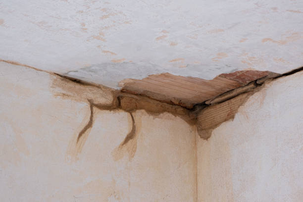 Best Water damage restoration near me  in Wimauma, FL